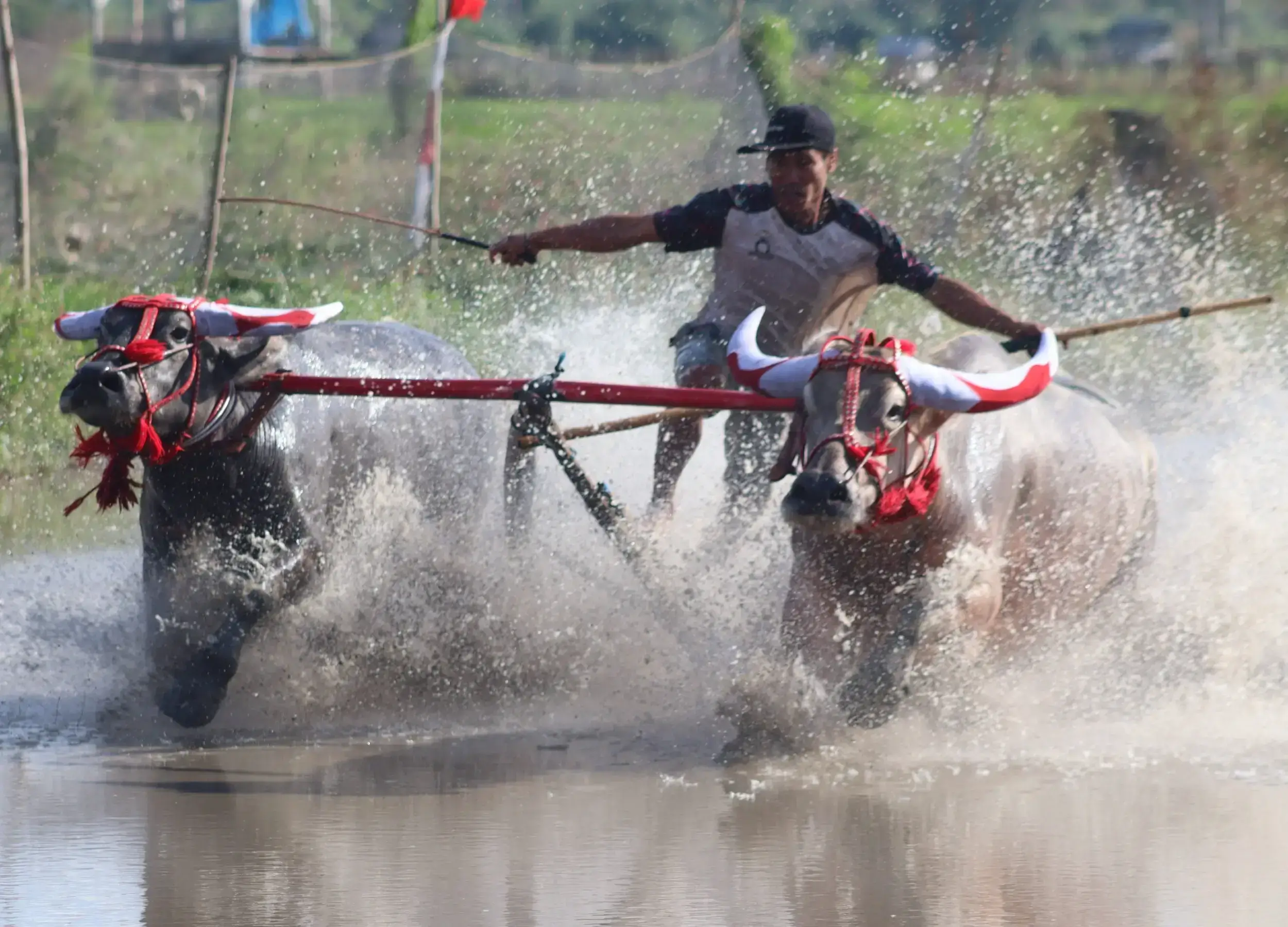 Local people perform buffalo race in Sumbawa