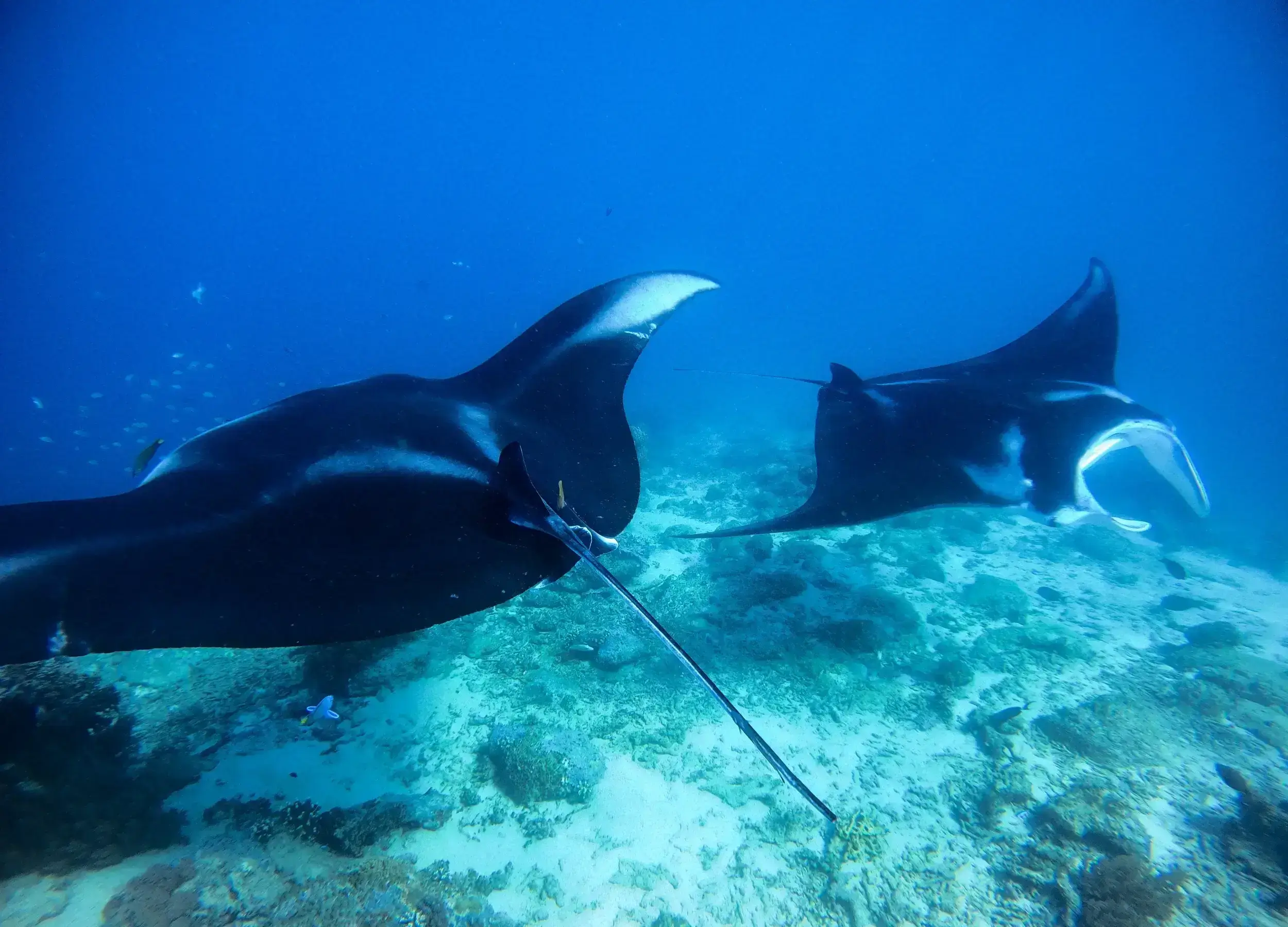 Two Reef manta rays in raja ampat