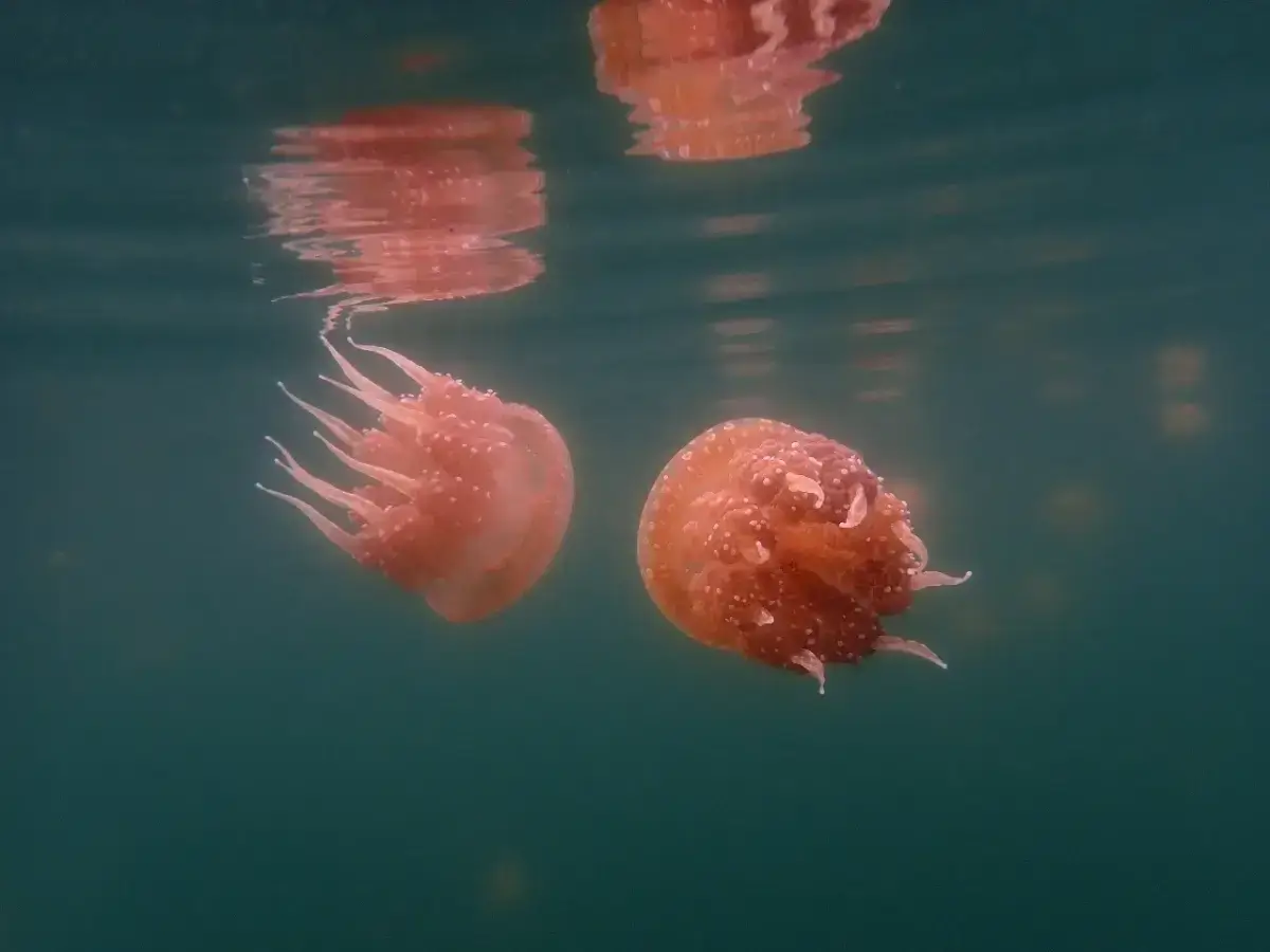 Stingless Jellyfish in Mbuang-Mbuang