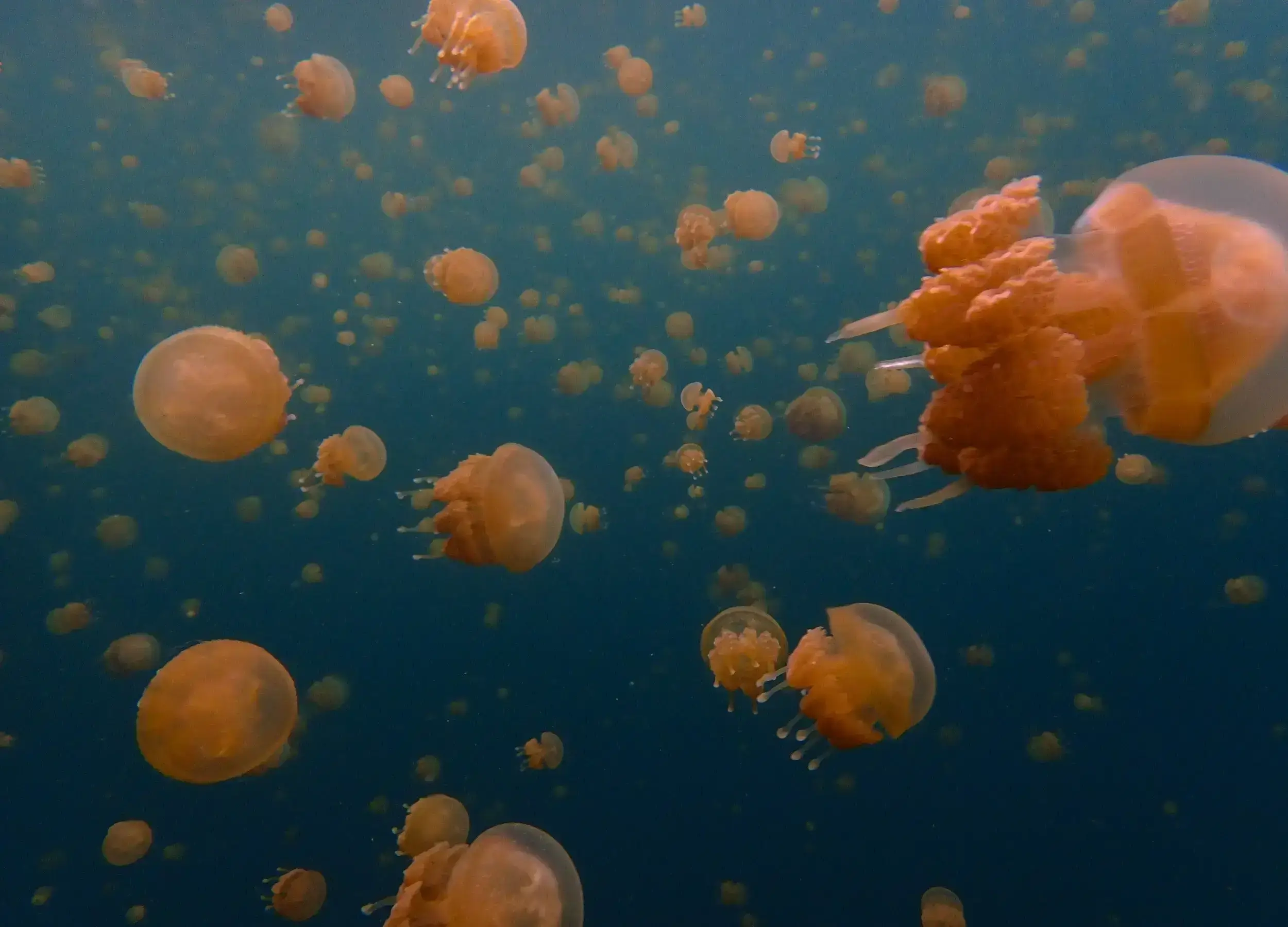 Stingless Jellyfish in Raja Ampat